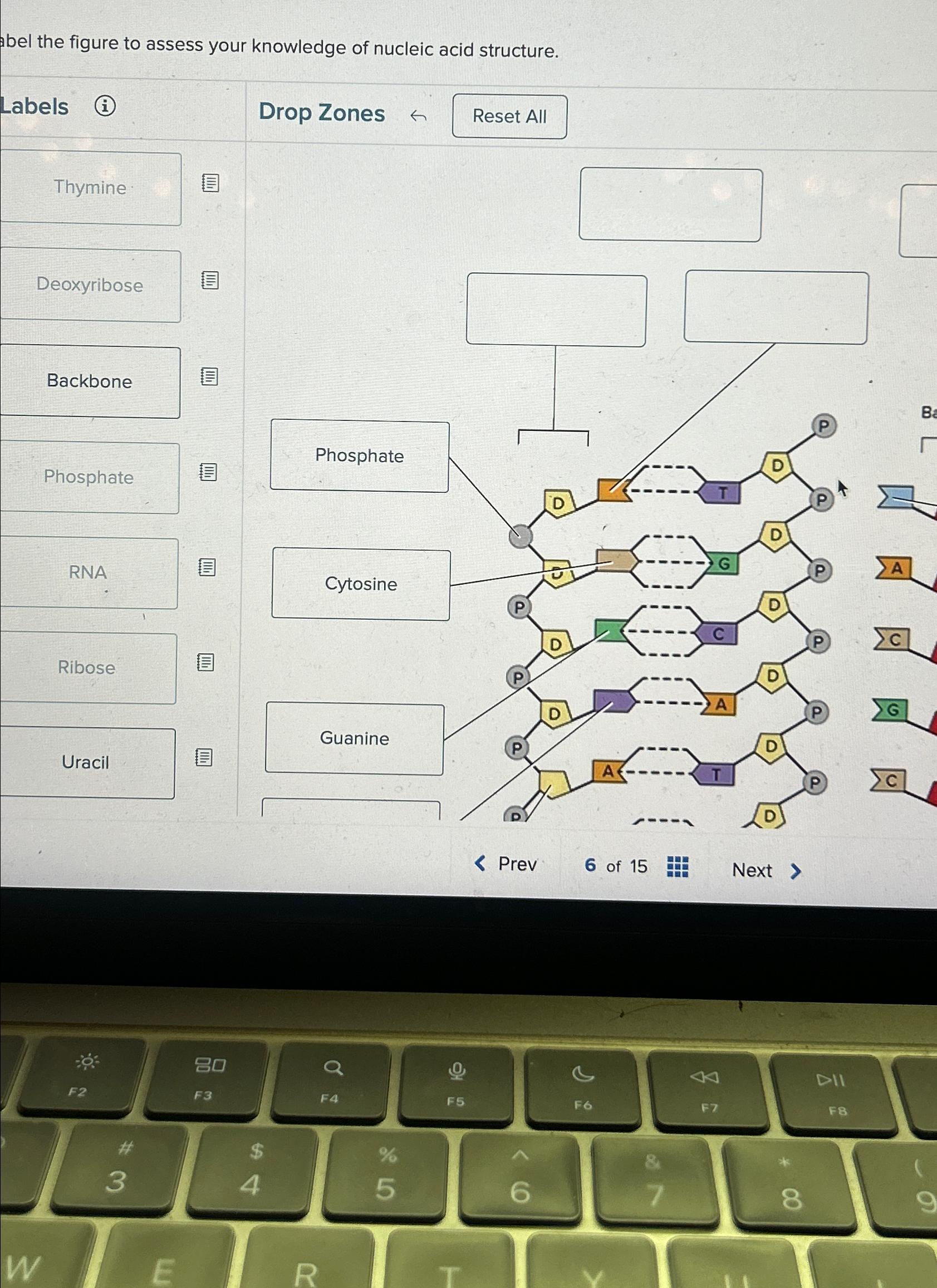 Solved abel the figure to assess your knowledge of nucleic | Chegg.com