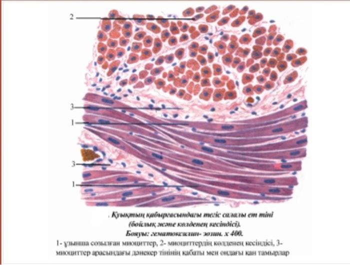 Solved Plz help with these histological the names of | Chegg.com