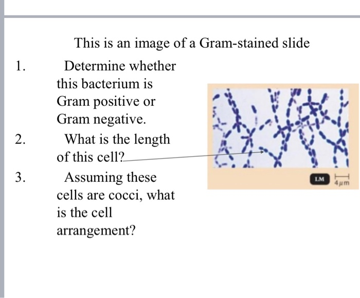 Solved Below Is A Diagram Of A Peptidoglycan Monomer Nam Chegg Com