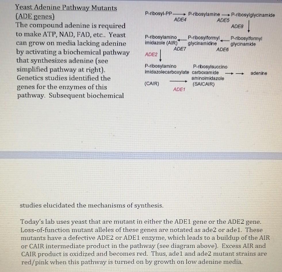 Solved YEAST LAB BIOS 1081 Background Yeast are
