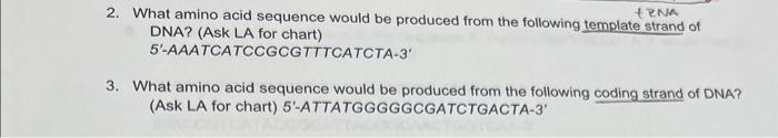 Solved 2. What amino acid sequence would be produced from | Chegg.com