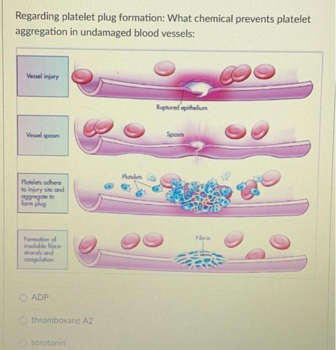 Solved Regarding platelet plug formation What chemical