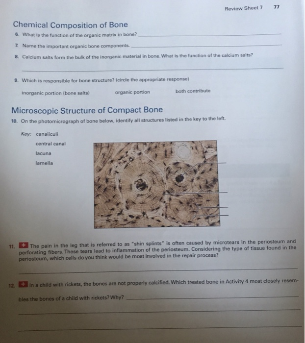 Exercise 8 Review Sheet Anatomy