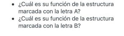 • ¿Cuál es su función de la estructura marcada con la letra A? • ¿Cuál es su función de la estructura marcada con la letra B?