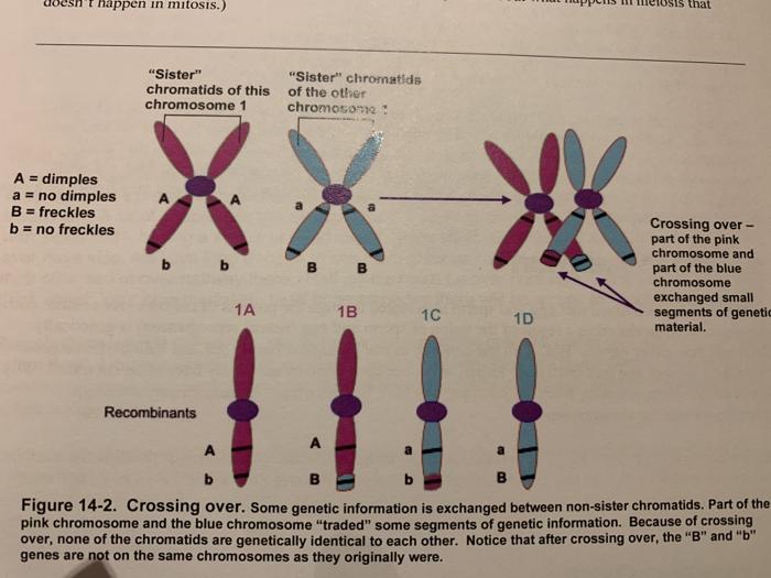 Solved Crossing Over: Observe the chromosomes in Figure 14-2 | Chegg.com