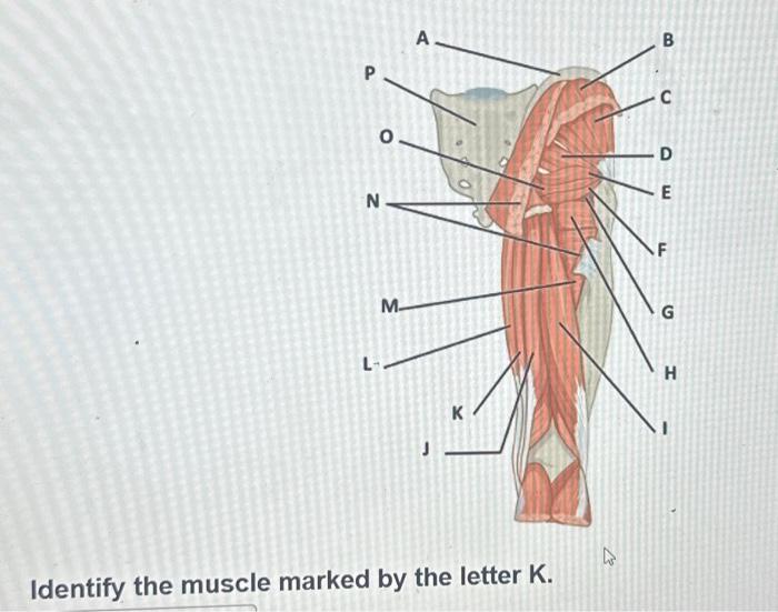Solved Identify the muscle marked by the letter G.Identify | Chegg.com