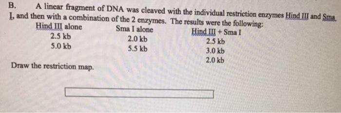 Solved B. A linear fragment of DNA was cleaved with the | Chegg.com