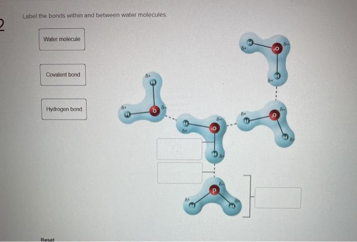 Solved Label the bonds within and between water molecules 2 | Chegg.com