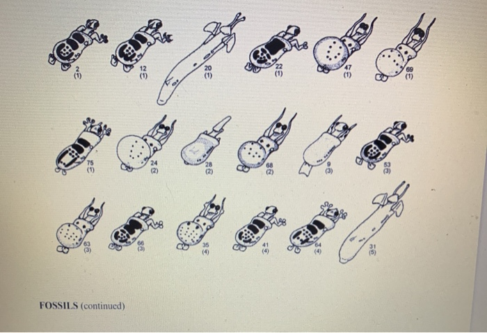 Solved Exercise 1: The Taxonomic Classification of Living | Chegg.com