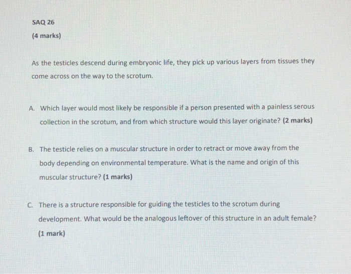Solved SAQ 26 (4 marks) As the testicles descend during