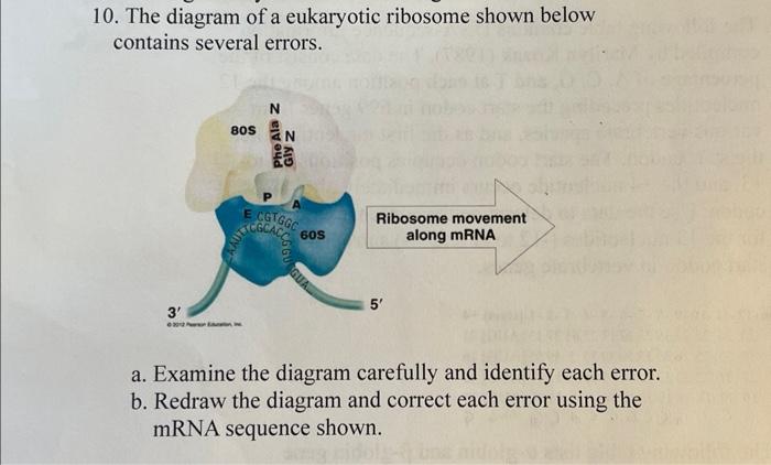 10. The diagram of a eukaryotic ribosome shown below | Chegg.com