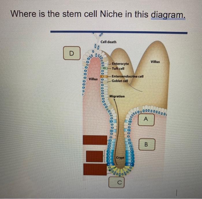Where is the stem cell Niche in this diagram. In | Chegg.com