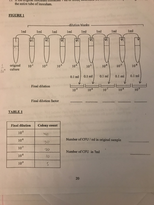Solved the entire tube of inoculum. FIGURE 1 dilution blanks
