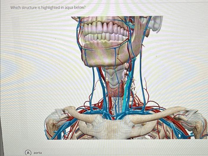 Solved Which structure is highlighted in aqua below? | Chegg.com