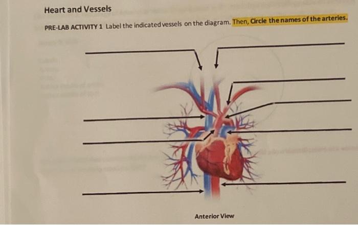 Solved Pre Lab 2 Worksheet 1 Blood Vessels Arteries And Cheggcom