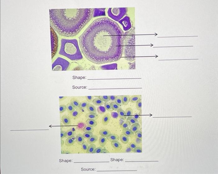 Solved B. Shapes of Animal Cells Shape: Source: Shape: | Chegg.com