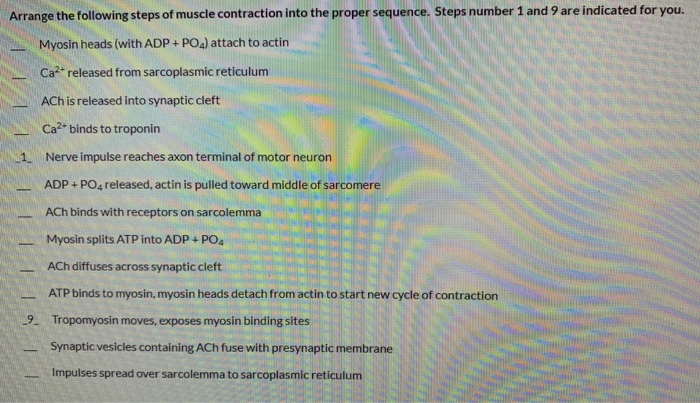 Solved Arrange the following steps of muscle contraction | Chegg.com