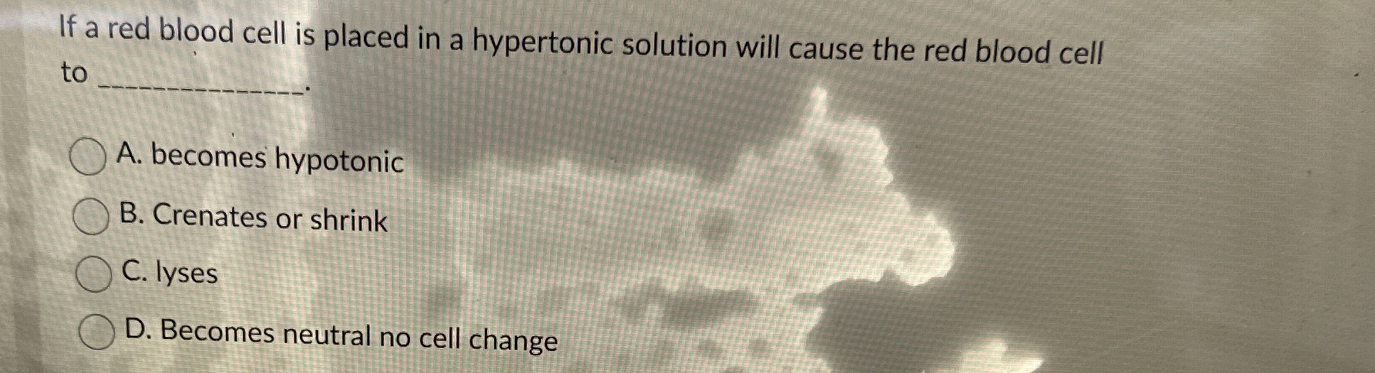 Solved If a red blood cell is placed in a hypertonic | Chegg.com