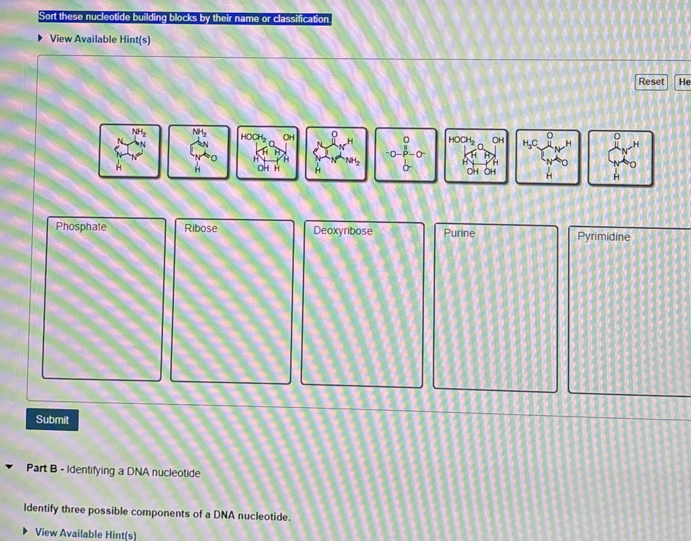Solved Sort these nucleotide building blocks by their name