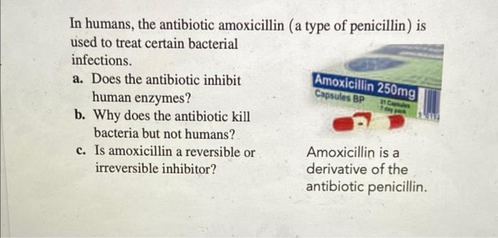 Solved Amoxicillin 250mg Capsules BP In Humans, The | Chegg.com