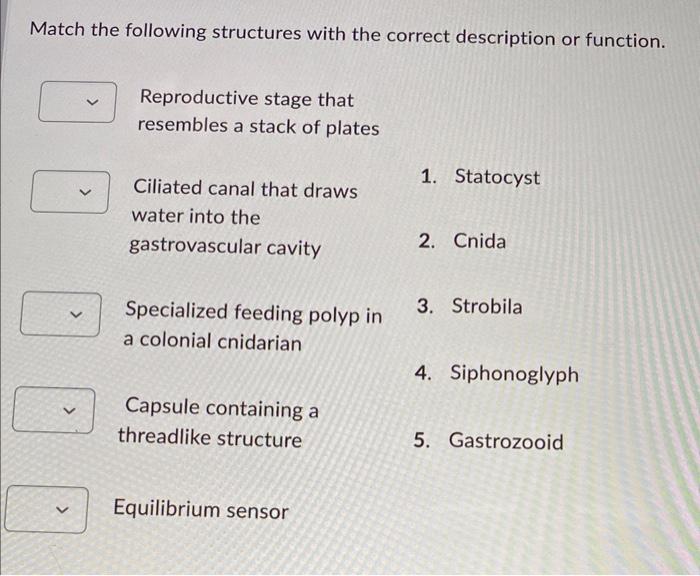 Match the following structures with the correct description or function.
Reproductive stage that
resembles a stack of plates
