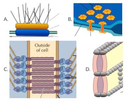 Solved What type of cell junctions do the following images | Chegg.com