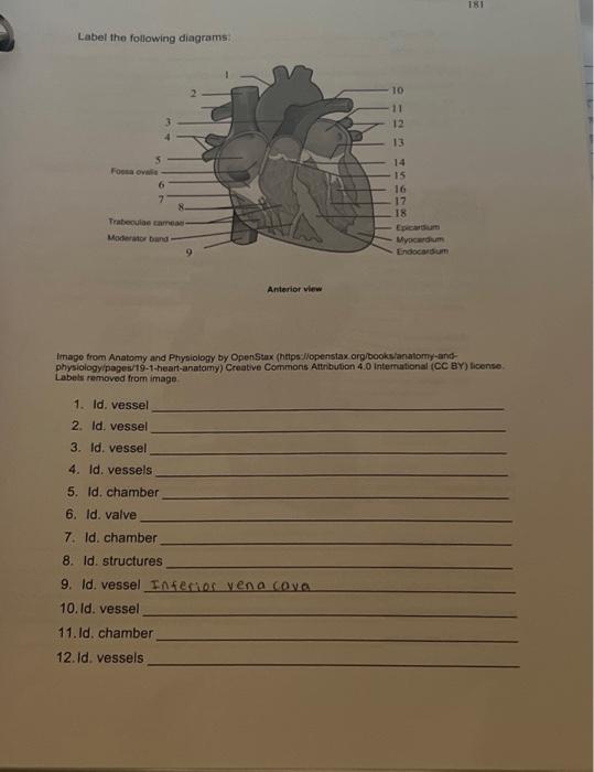 Solved Label the following diagrams: Image from Anatomy and | Chegg.com