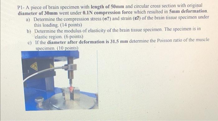 Solved Pl- A piece of brain specimen with length of 50mm and | Chegg.com