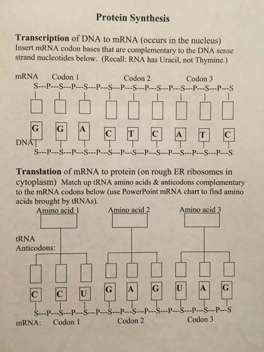 Solved Protein Synthesis Transcription of DNA to mRNA | Chegg.com
