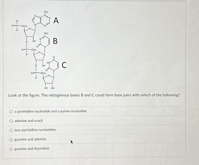 Solved Look At The Figure. The Nitrogenous Bases B And C | Chegg.com