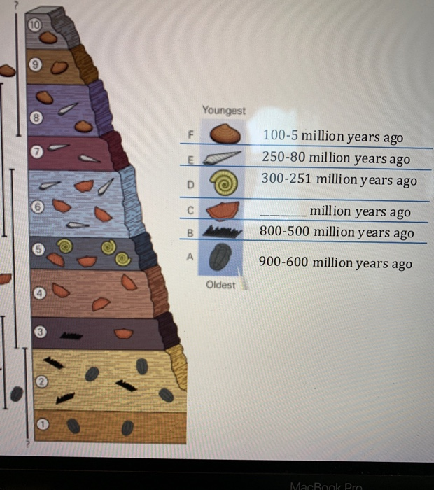 10 Youngest 100 5 Million Years Ago 250 80 Million Chegg Com