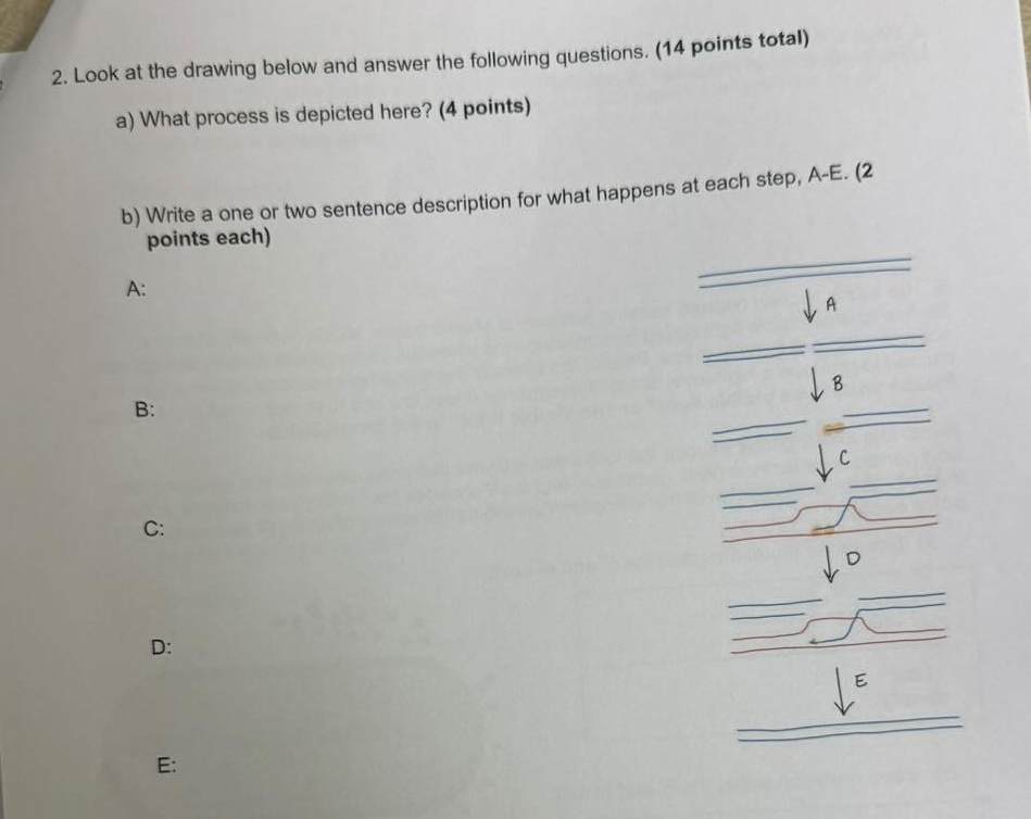 Solved Look at the drawing below and answer the following | Chegg.com