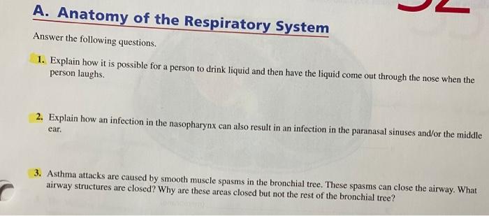 Solved A. Anatomy of the Respiratory System Answer the | Chegg.com