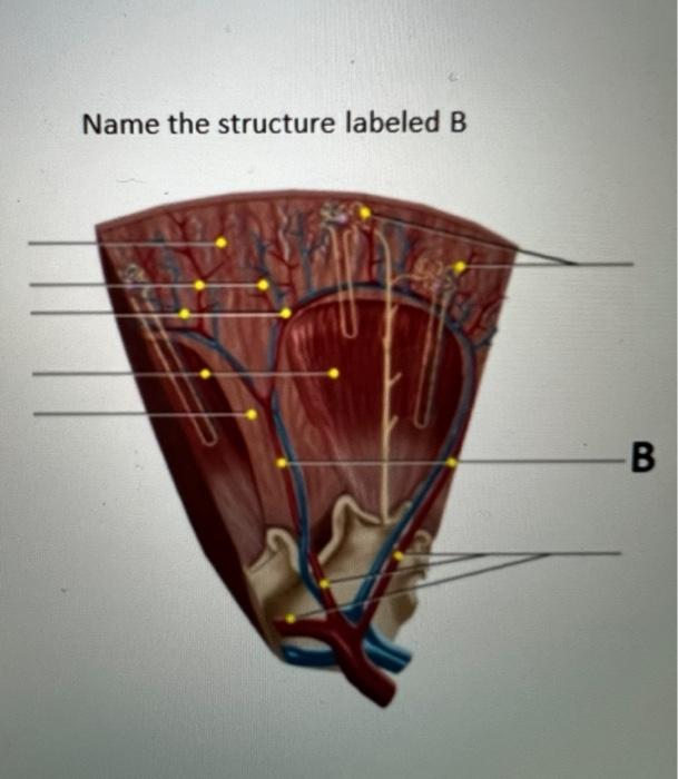 Solved Name the structure labeled B B Name one organ where