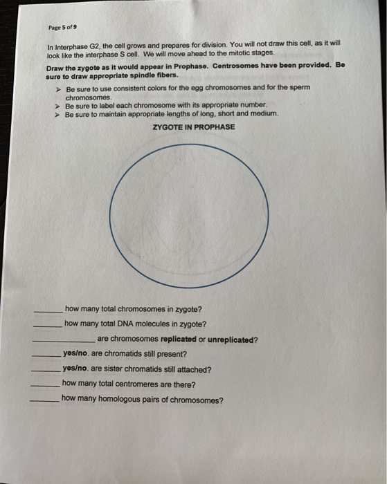 Solved Page 5 of 9 In Interphase G2, the cell grows and | Chegg.com