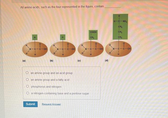 Solved All amino acids, such as the four represented in the | Chegg.com