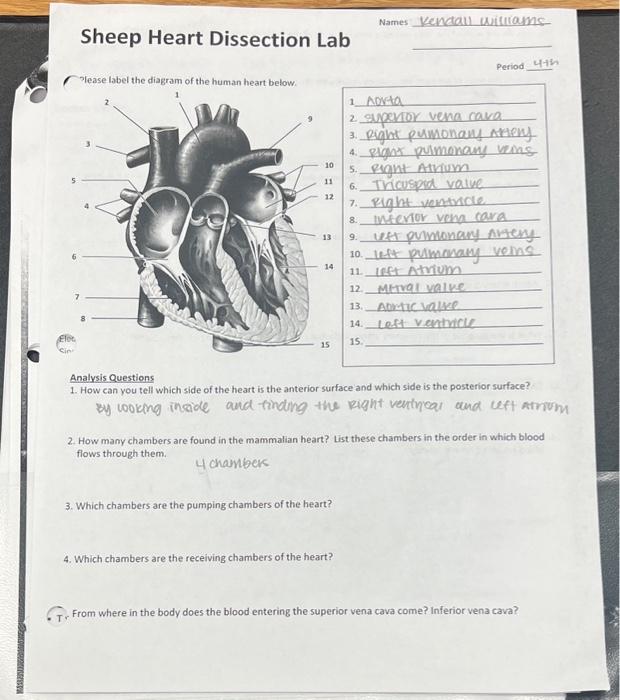 Solved Sheep Heart Dissection Lab Tease label the diagram of | Chegg.com