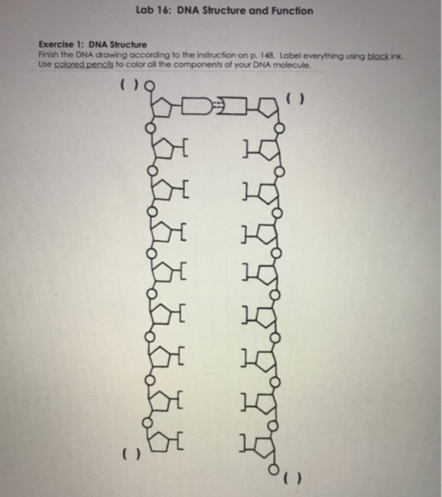 Днк 16. Write the structure of the DNA segment with the tac sequence.. Replication multiplicity. Perl for exploring DNA.