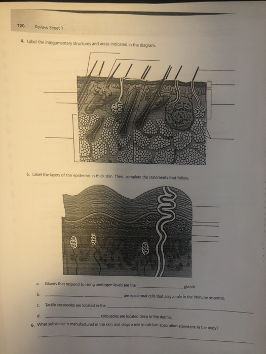 Solved 100 Review Sheet 7 4. label the integumentary | Chegg.com