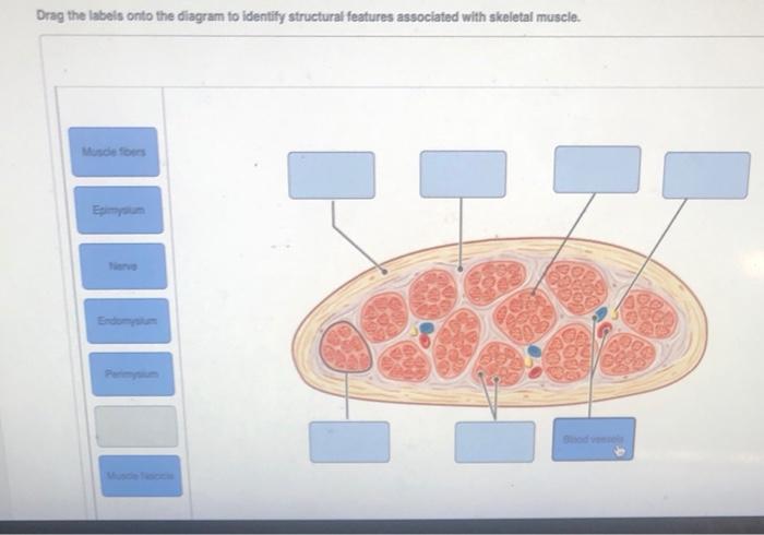Solved Drag the labels onto the diagram to identify | Chegg.com