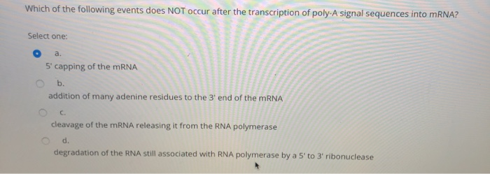 ribozyme definition