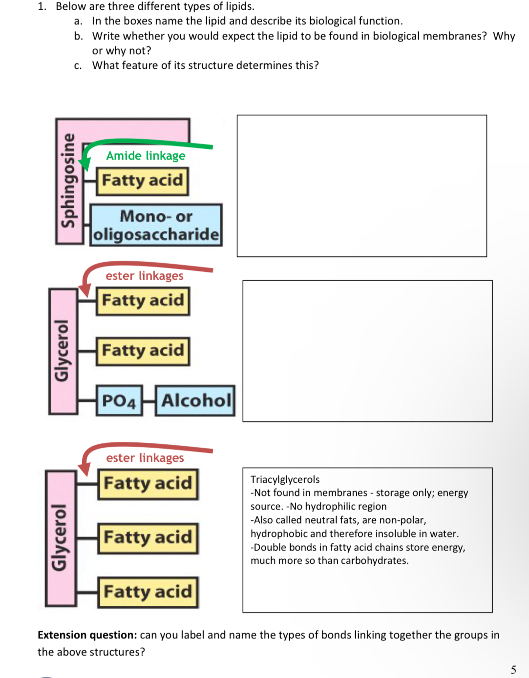 Solved Below are three different types of lipids.a. ﻿In the | Chegg.com