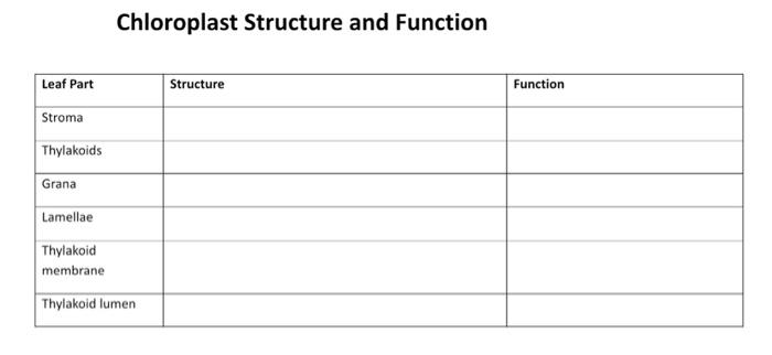 Solved Chloroplast Structure and Function | Chegg.com