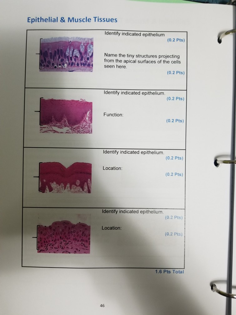 Solved Epithelial & Muscle Tissues LAB ACTIVITY 2- | Chegg.com