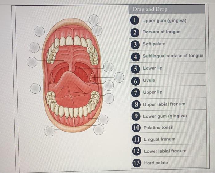 Solved Drag And Drop 1 Upper Gum Gingiva 2 Dorsum Of Chegg Com