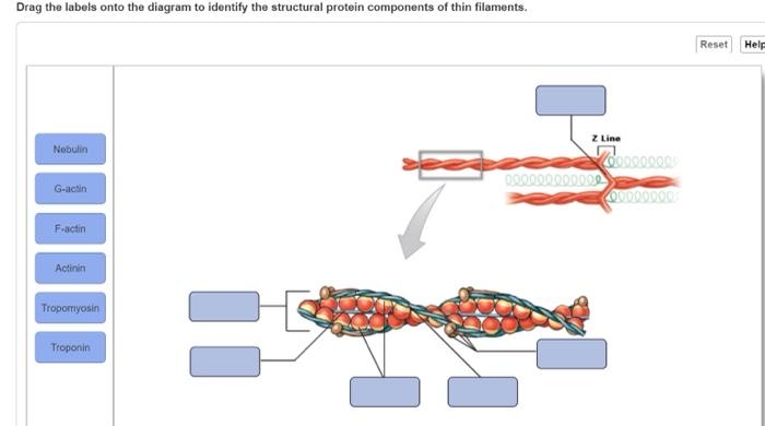 Solved Drag The Labels Onto The Diagram To Identify The | Chegg.com