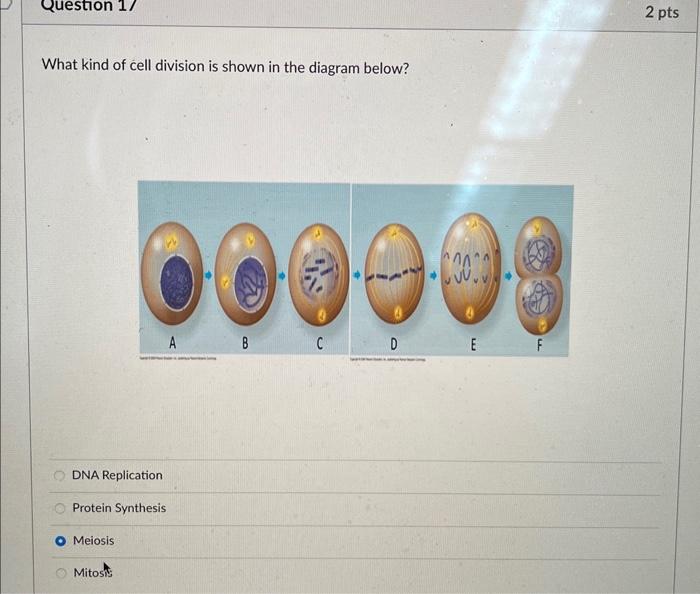 Solved What kind of cell division is shown in the diagram | Chegg.com