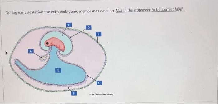 Solved During early gestation the extraembryonic membranes | Chegg.com