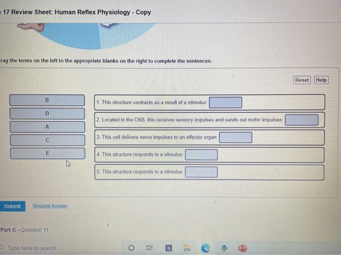 Solved 17 Review Sheet Human Reflex Physiology Copy rag