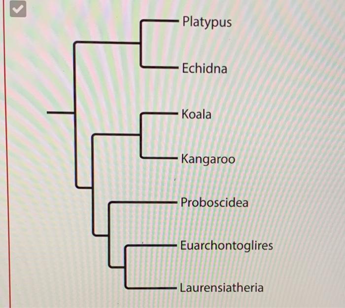 Solved The phylogenetic tree shows a simplified hypothesis | Chegg.com